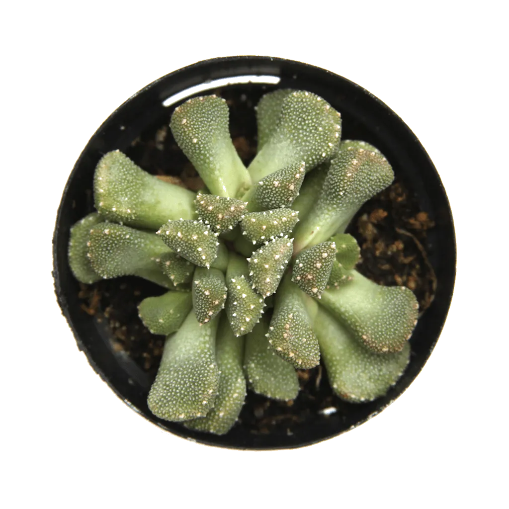 Aloinopsis luckhoffii