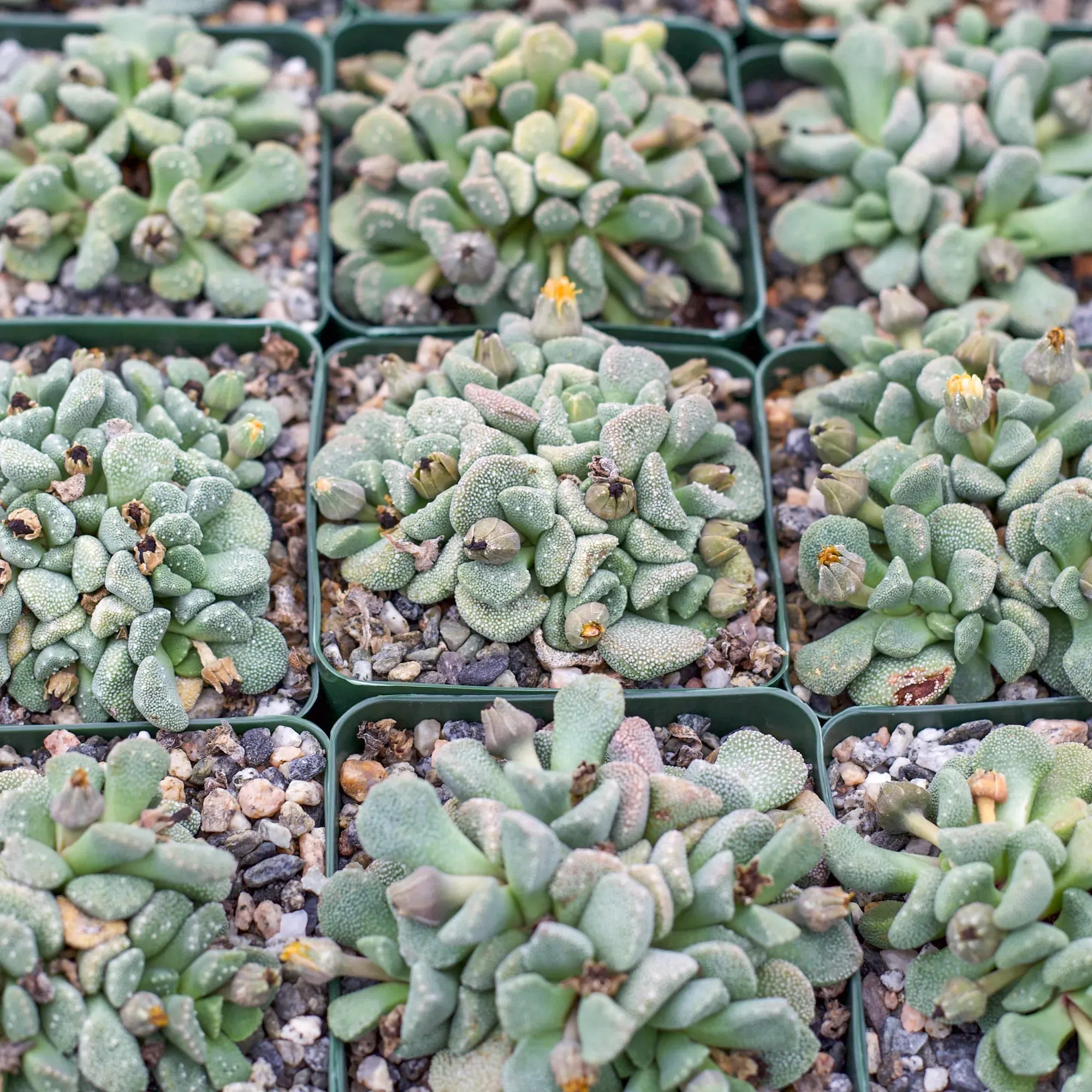 Aloinopsis luckhoffii