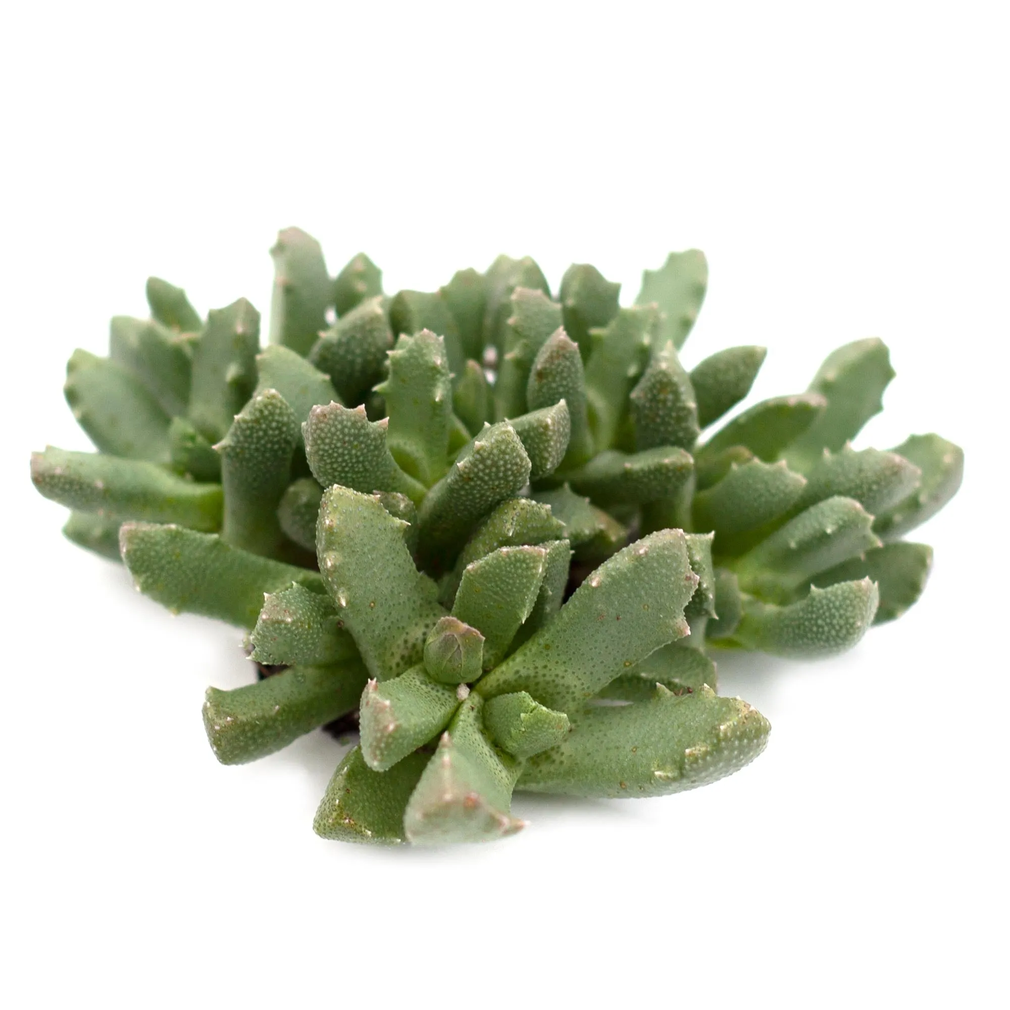 Aloinopsis setifera