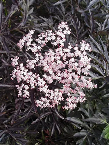 Black Lace® Elderberry