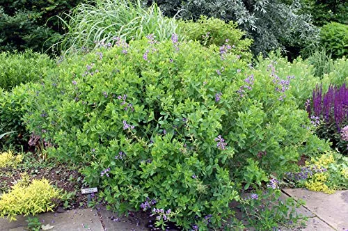 Blue Indigo