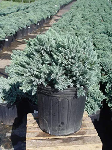 Blue Star Juniper