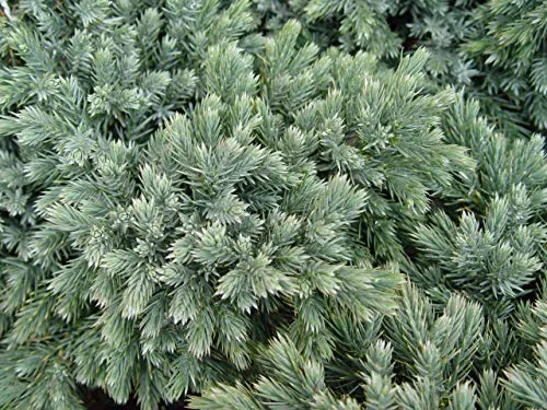 Blue Star Juniper