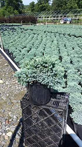 Blue Star Juniper