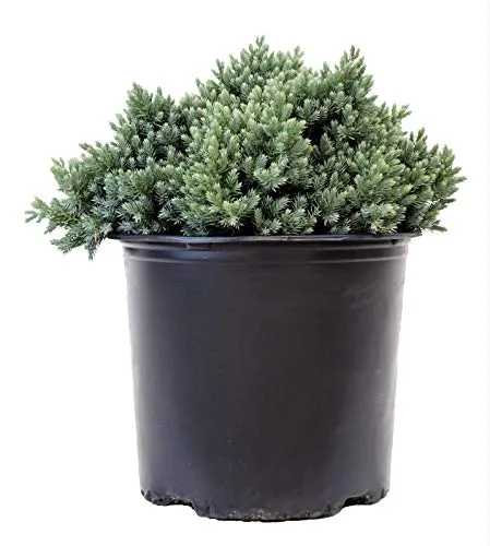 Blue Star Juniper
