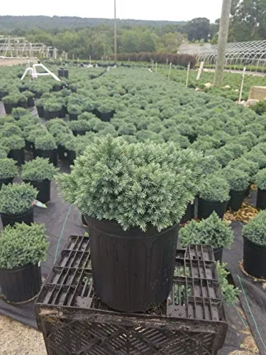 Blue Star Juniper