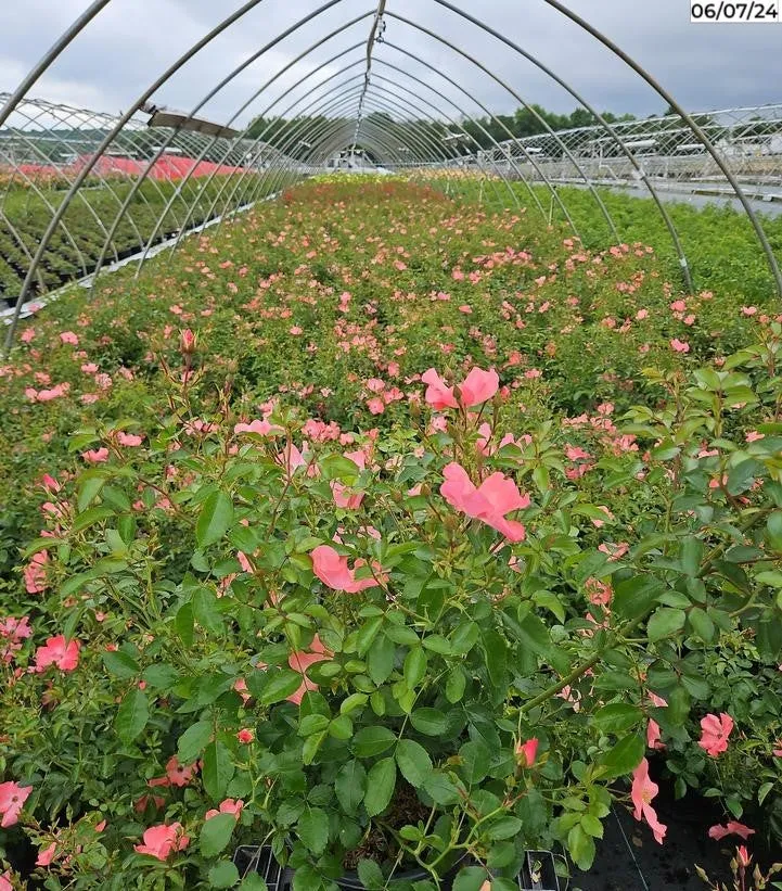 Coral Flower Carpet Rose