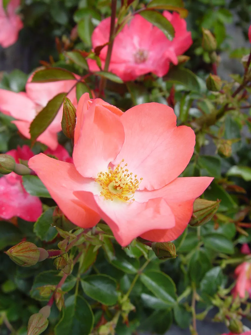 Coral Flower Carpet Rose