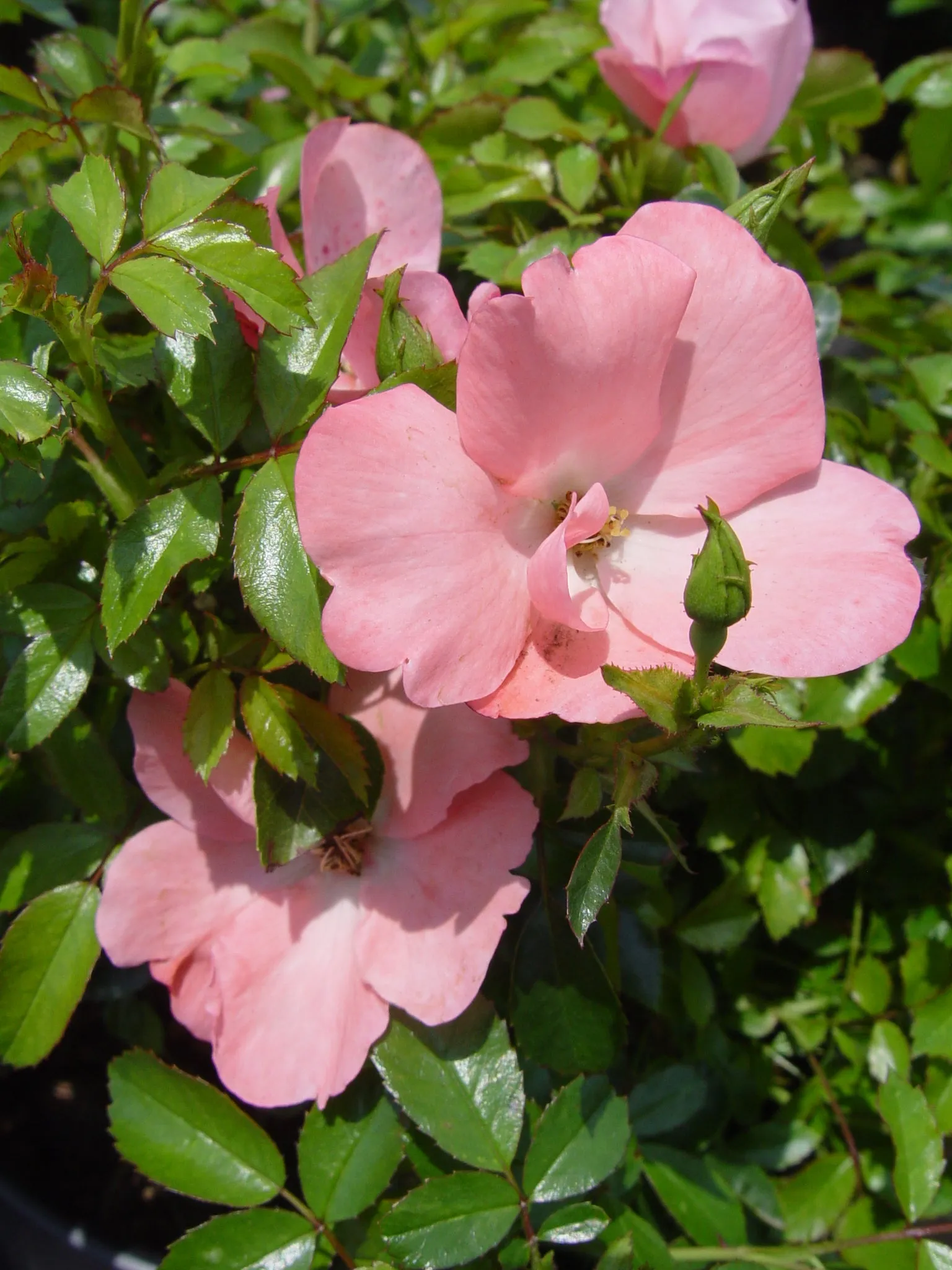 Coral Flower Carpet Rose