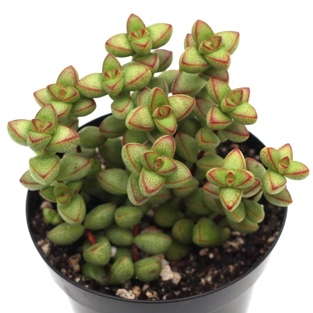 Crassula rupestris v. monticola