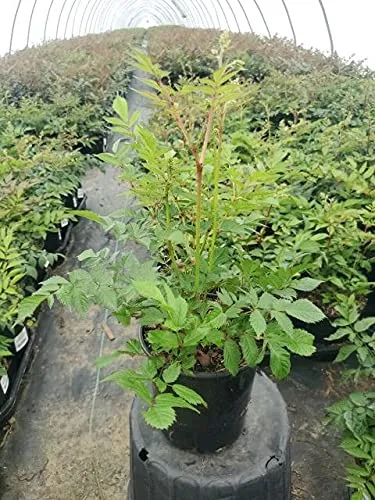Deutschland Astilbe