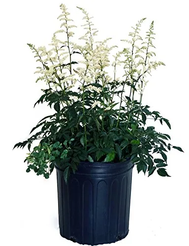 Deutschland Astilbe