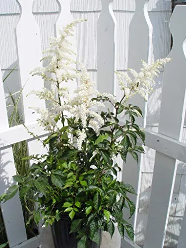 Deutschland Astilbe