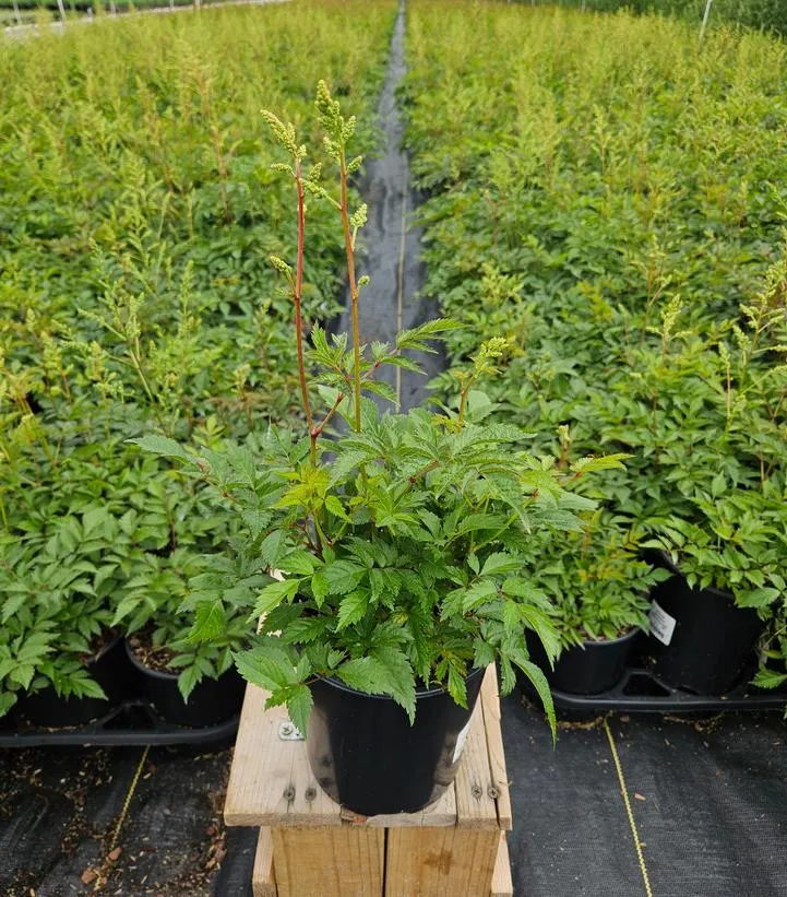 Deutschland Astilbe
