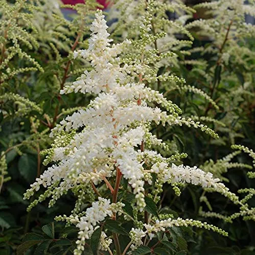 Deutschland Astilbe