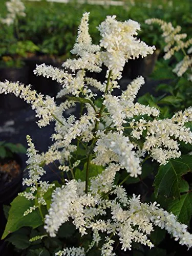 Deutschland Astilbe