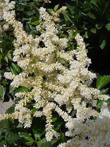 Deutschland Astilbe