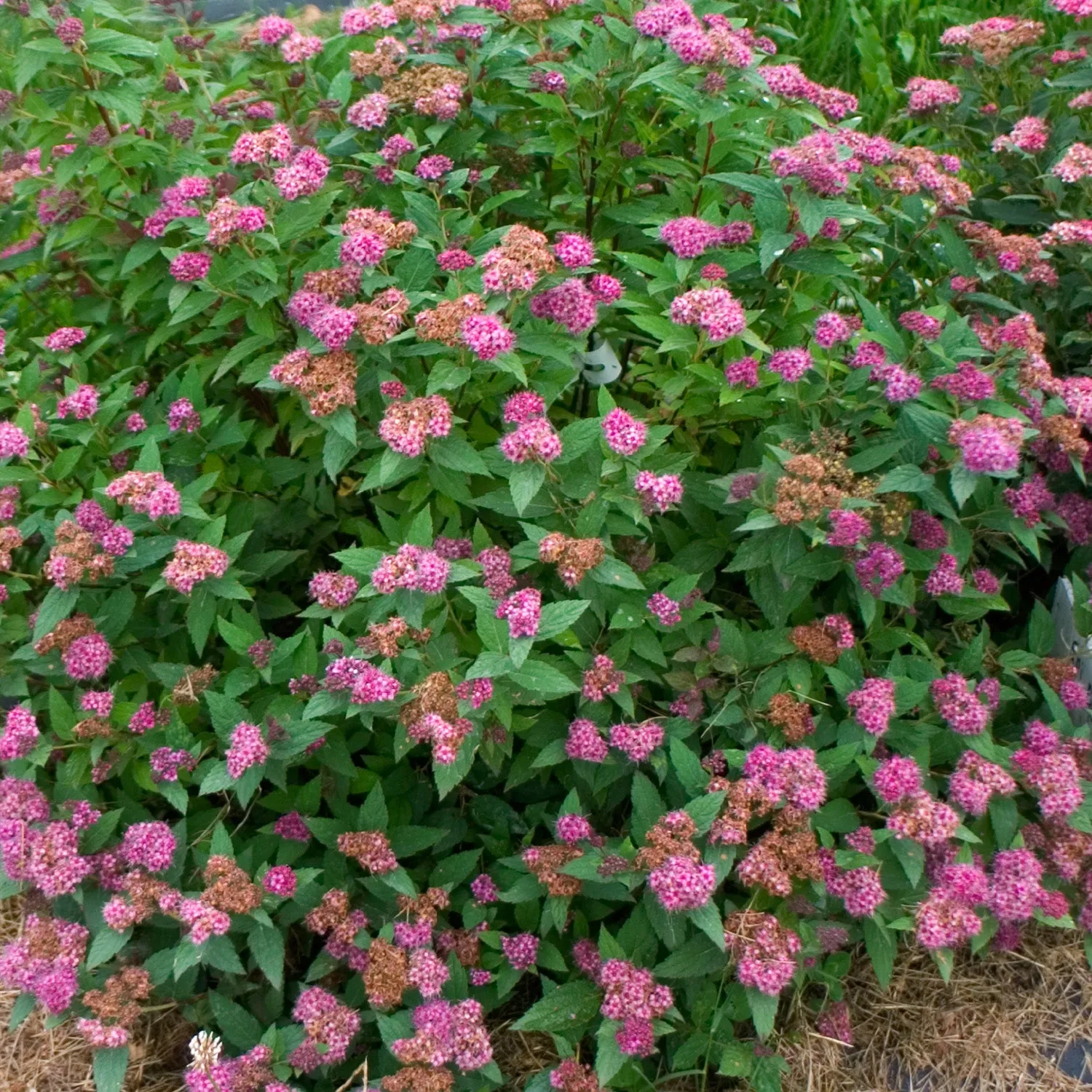 Double Play® Artisan® Spirea