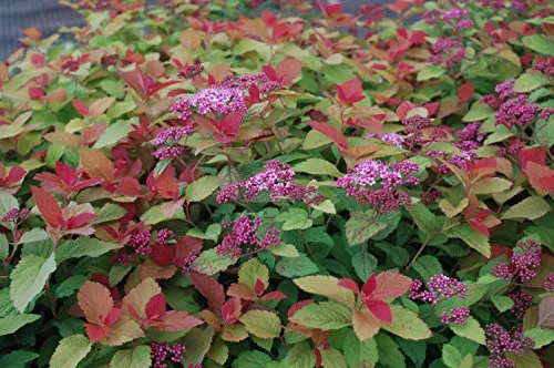 Double Play® Big Bang™ Spirea