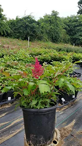 Fanal Astilbe