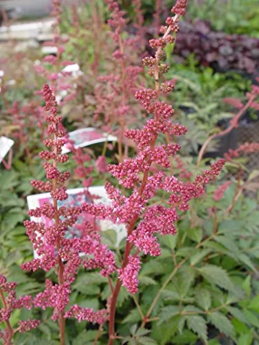 Fanal Astilbe