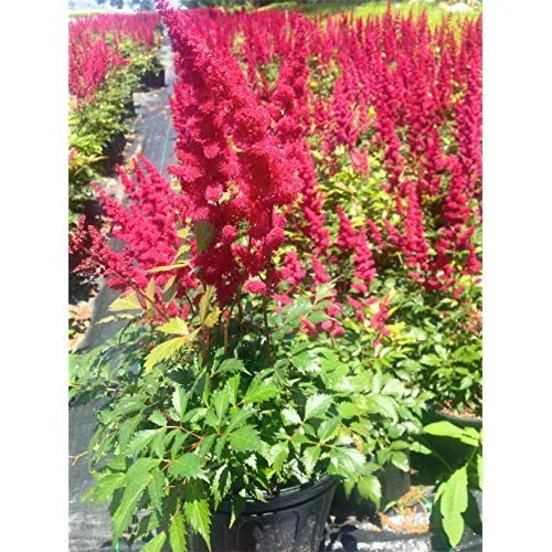 Fanal Astilbe