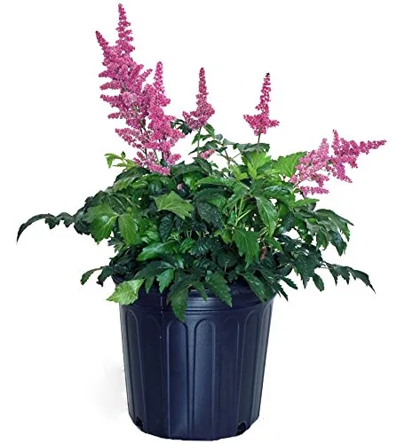 Fanal Astilbe