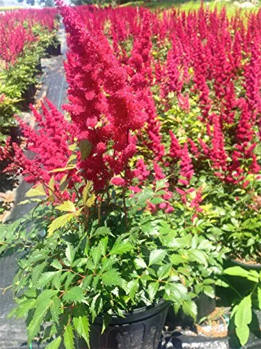 Fanal Astilbe