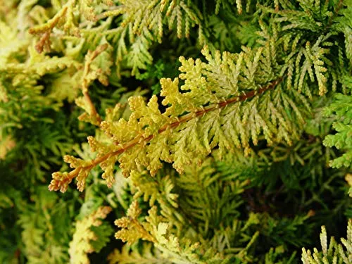 Fernspray Gold False Cypress