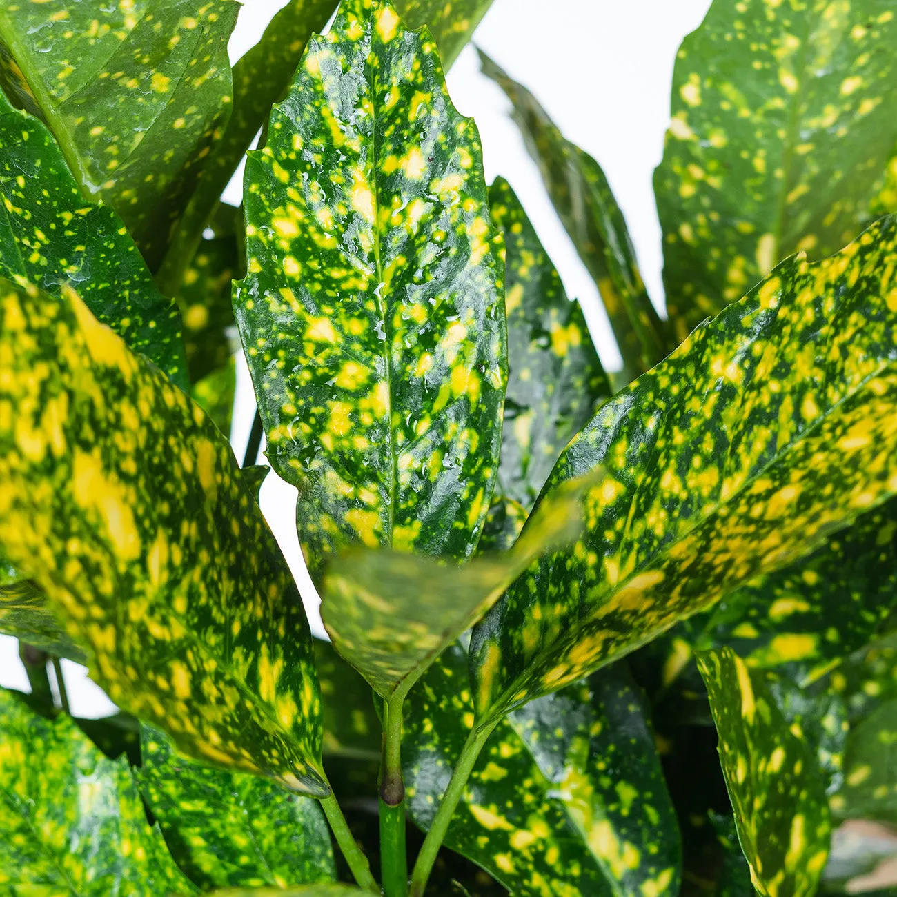 Gold Dust Aucuba Plant