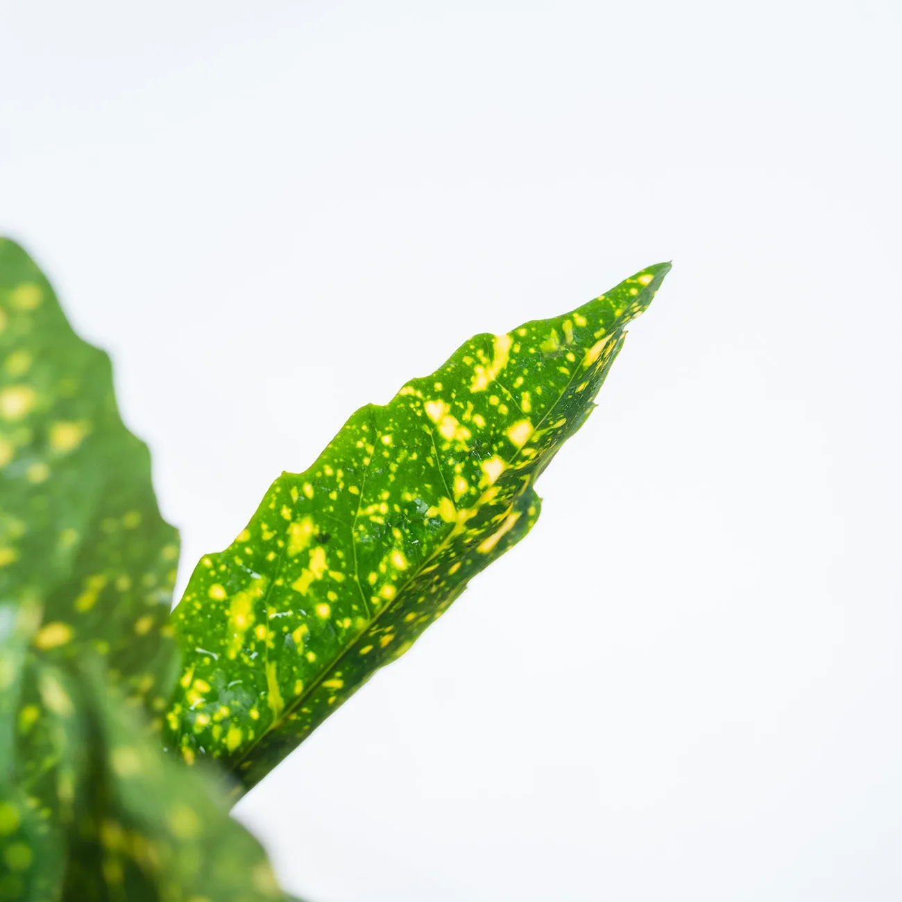 Gold Dust Aucuba Plant