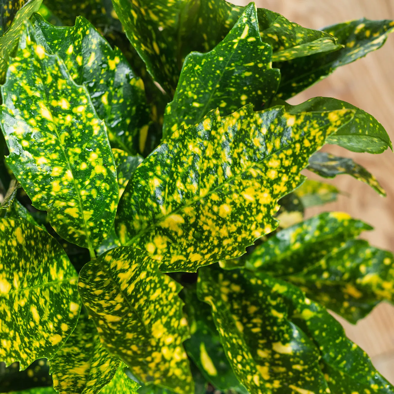 Gold Dust Aucuba Plant