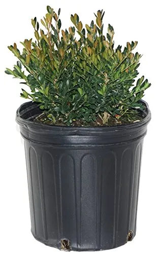 Green Gem Boxwood