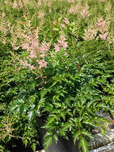 Hennie Graafland Astilbe