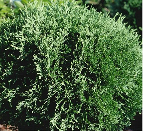 Hetz Midget Globe Arborvitae
