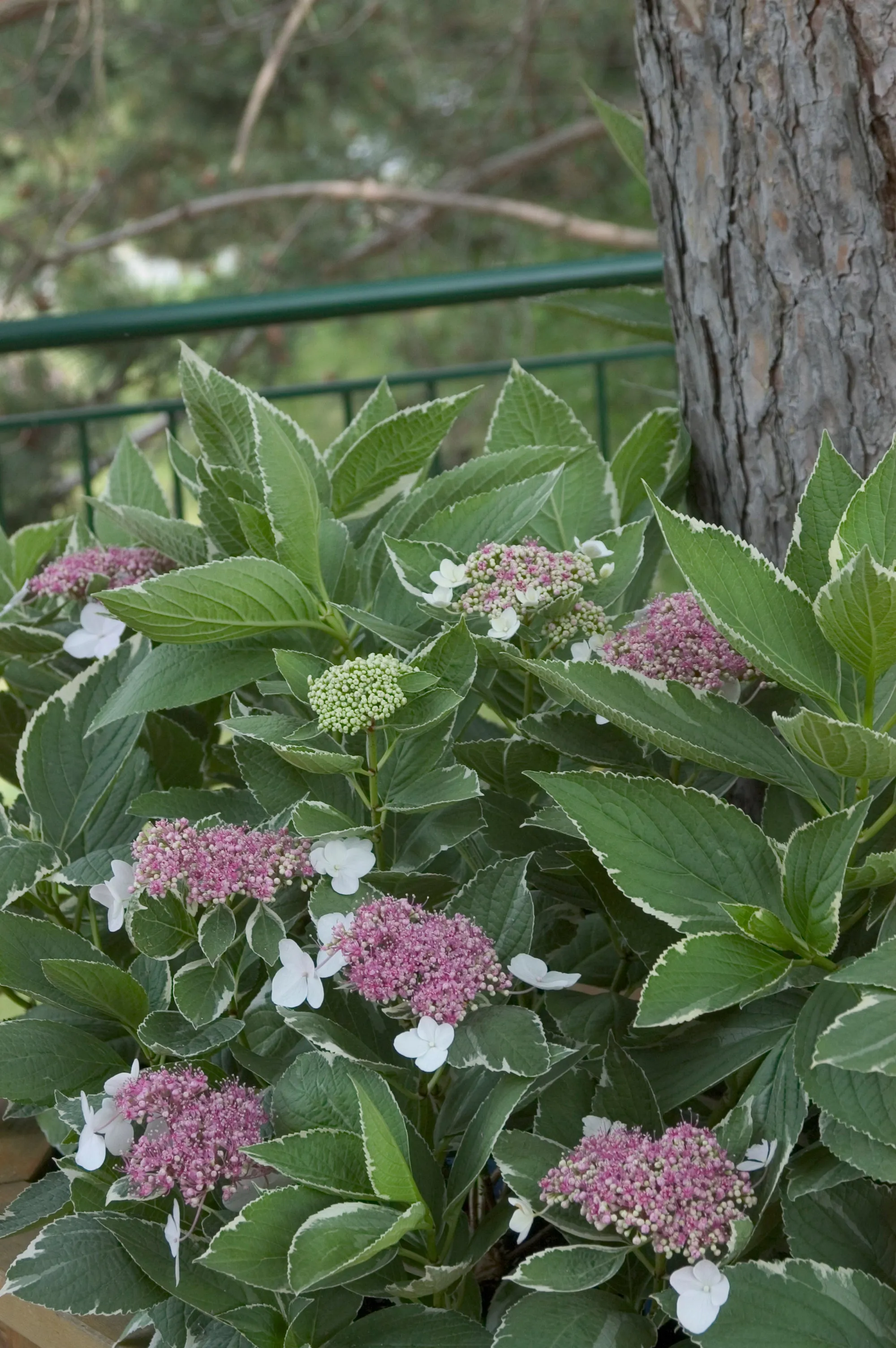 Light O Day Hydrangea