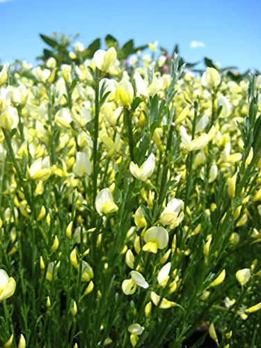 Moonlight Scotchbroom