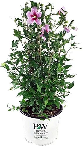 Orchid Satin® Rose of Sharon