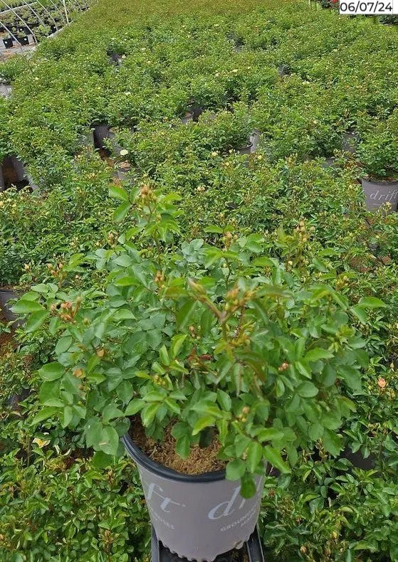 Popcorn Drift® Groundcover Rose