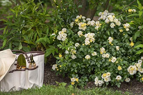 Popcorn Drift® Groundcover Rose