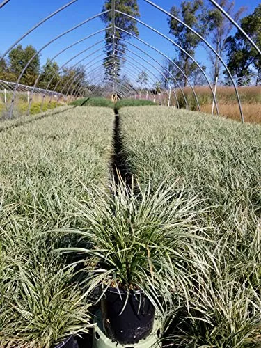 Silver Sceptre Sedge