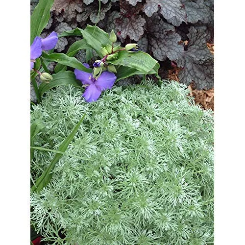 Silvermound Wormwood