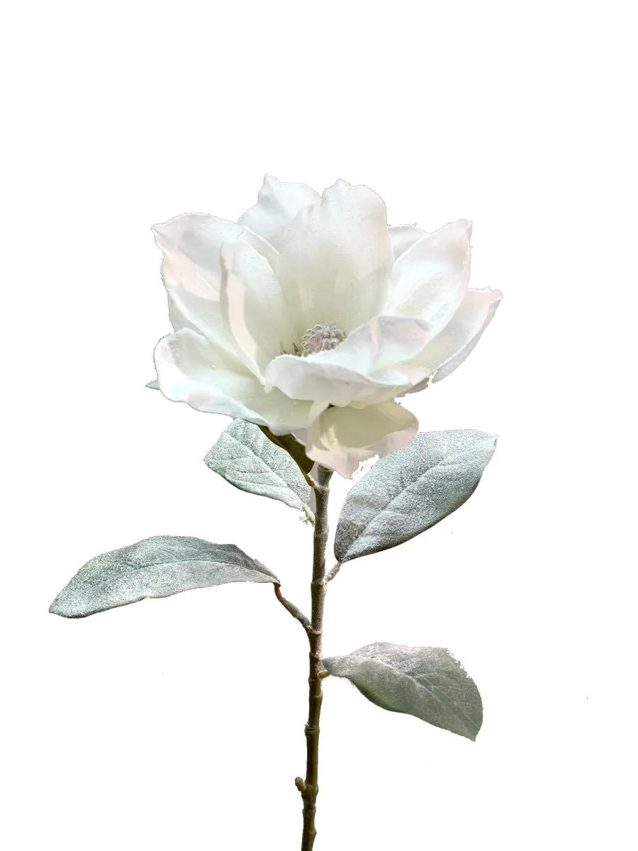 Snowy Magnolia Stem