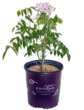 Summer Cascade™ Wisteria