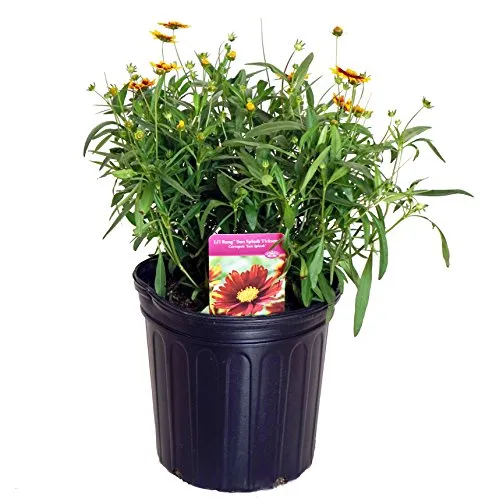 Sun Splash Tickseed