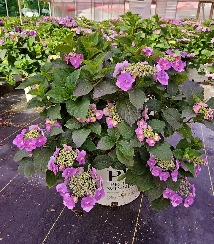 Tiny Tuff Stuff™ Mountain Hydrangea
